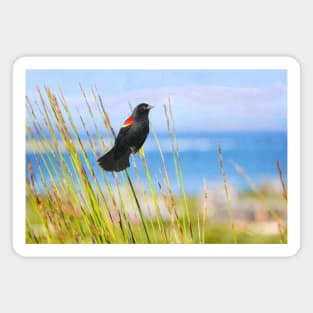 Summer Red Winged Blackbird Magnet